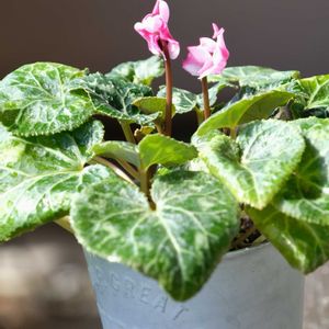 ベランダガーデニング,癒し…♡,お花のある暮らし,おうち園芸,一眼カメラ撮影の画像