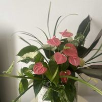 ドラセナ,アンスリューム,シンゴニューム,観葉植物,ピンクの花の画像
