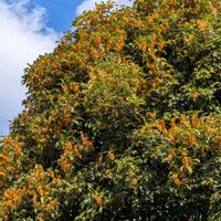 キンモクセイ,キンモクセイ,酔芙蓉（すいふよう）,酔芙蓉（すいふよう）,ガーデニングの画像