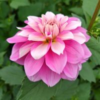 ダリア,乙女心,ガーデニング,ピンクの花,かわいいな♡の画像