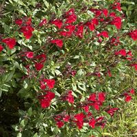 ガーデニング,花のある暮らし,ナチュラルスタイル,おうち園芸,庭の画像