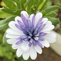 ガーデニング,花のある暮らし,ナチュラルスタイル,おうち園芸,玄関アプローチの画像
