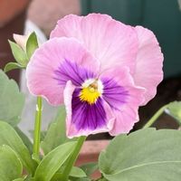 ガーデニング,花のある暮らし,ナチュラルスタイル,おうち園芸,庭の画像
