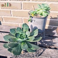 名無し,ピーチホイップ,マローム,寄せ植え,多肉植物の画像