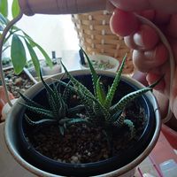 ハオルチア,十二の爪,十二の巻,多肉植物,多肉ちゃんの画像