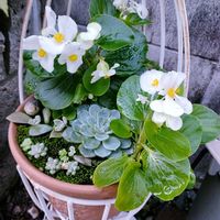 ツワブキ,ベゴニア,ツワブキの花,斑入りツワブキ,多肉植物の画像