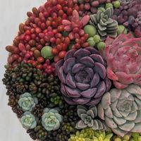 寄せ植えの画像