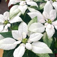 マユハケオモト,ポインセチア,ソラナム,球根ベゴニア,ビレアの画像
