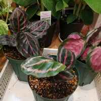 モンステラ,カラテア,祈る震災復興,植え替え,癒やされる♡の画像