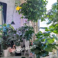 ベンジャミン,観葉植物いろいろの画像