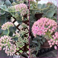 ミセバヤ,鉢植え,開花,つぼみ,花のある暮らしの画像