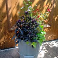 寄せ植えの画像