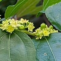 ナツメ,ナツメ,レタス,ナツメ（棗／なつめ）,ナツメ実の画像