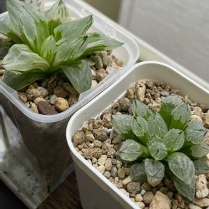 ハオルチア,ピグマエアミュータント錦,多肉植物,観葉植物,ハオルチア属の画像