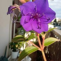 マツバボタン,ルリマツリ,野牡丹,和む,ありがとうの画像