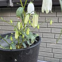 イワシャジン,イワシャジン(白花),イワシャジン(白花),イワシャジン（濃青）,イワシャジン（濃青）の画像
