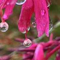 コムラサキ,バラ,ブッドレア,天使の雫,山茶花の画像