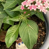 ペンタス,鉢植え,玄関先の画像