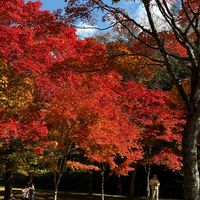 ヤマモミジ,紅葉（こうよう）,北海道,日本固有種,鹿追町の画像