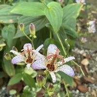 ホトトギス,地植え,マイガーデン,綺麗✨,チーム岐阜の画像