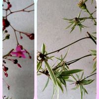 オリヅルラン,オリヅルラン,ハゼラン,ハゼラン,遊び心の画像