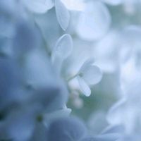 アジサイ,アナベル,自然観察,小さな世界,お出かけ先の画像