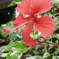 ハイビスカス,鉢植え,ガーデニング,花のある暮らし,小さな庭の画像