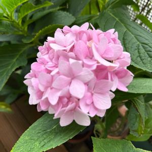 アジサイ,四季咲きアジサイ 霧島の恵,四季咲きアジサイ 霧島の恵,紫陽花 霧島の恵,ベランダガーデニングの画像