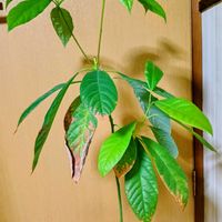 アボガド,珍しい植物,おうち園芸,キッチン,家庭菜園の画像