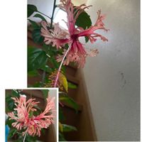 コルチカム,ジャンボニンニク,風輪仏桑華の画像