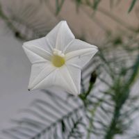 ナス,ルコウソウ,小さな庭,家庭菜園の画像