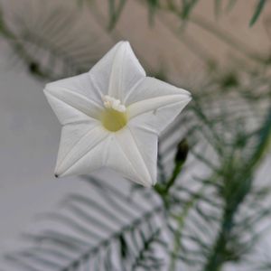 ナス,ルコウソウ,小さな庭,家庭菜園の画像