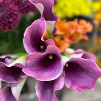 カラー,カラー,鮮やか ,カラフル,紫色の花の画像