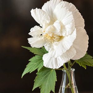 酔芙蓉,酔芙蓉,切り花,10月,われら17年組の画像