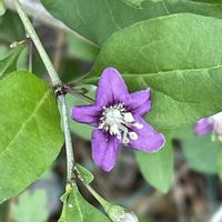 クコ,山野草,花のある暮らし,ご近所徘徊の画像