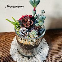 サボテン寄せ植え,多肉寄せ植え,キッチン,玄関アプローチ,庭の画像