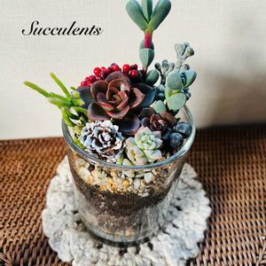 サボテン寄せ植え,多肉寄せ植え,キッチン,玄関アプローチ,庭の画像