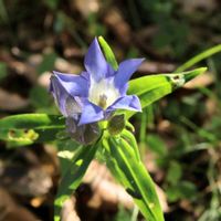 マユミ,リンドウ,ワレモコウ,紅葉,山野草の画像