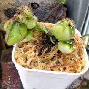 セファロタス,セファロタス・フォリキュラリス,珍奇植物,植中毒,千葉県の画像
