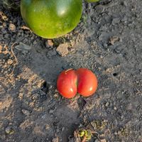 トマトの画像