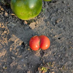 トマトの画像