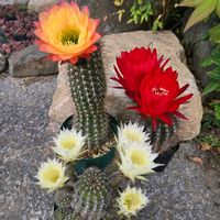 サボテン,花サボテン,多肉植物,サボテンの花,花のある暮らしの画像
