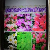 和む,種まき,ありがとう,お花を楽しむ,だいすきの画像