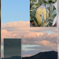 ジニア,ペンタス,ポーチュラカ,バンクシア,赤葉センニチコウの画像