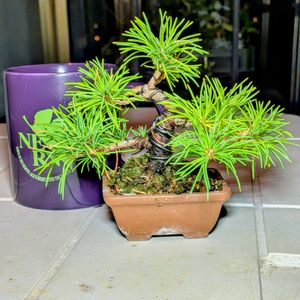 吾妻五葉松,盆栽,ミニ盆栽,盆栽苗木,まめ盆栽の画像