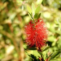 ブラシノキ,金宝樹,赤い花,鮮やか ,花の写真の画像