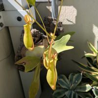 ウツボカズラ,Nepenthesの画像