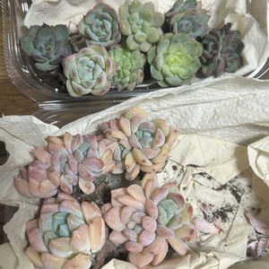 ガーデニング,ウッドデッキ,多肉ジャングル,秋の寄せ植え☘️,緑が鮮やかの画像
