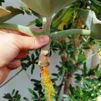 多肉,仙女の舞,カランコエ ベハレンシス,天女の舞,多肉植物の画像