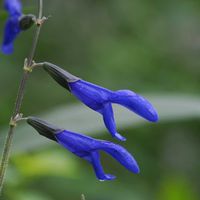 サルビア・ガラニチカ,メドー・セージ,山野草,花散歩,OLYMPUSの画像